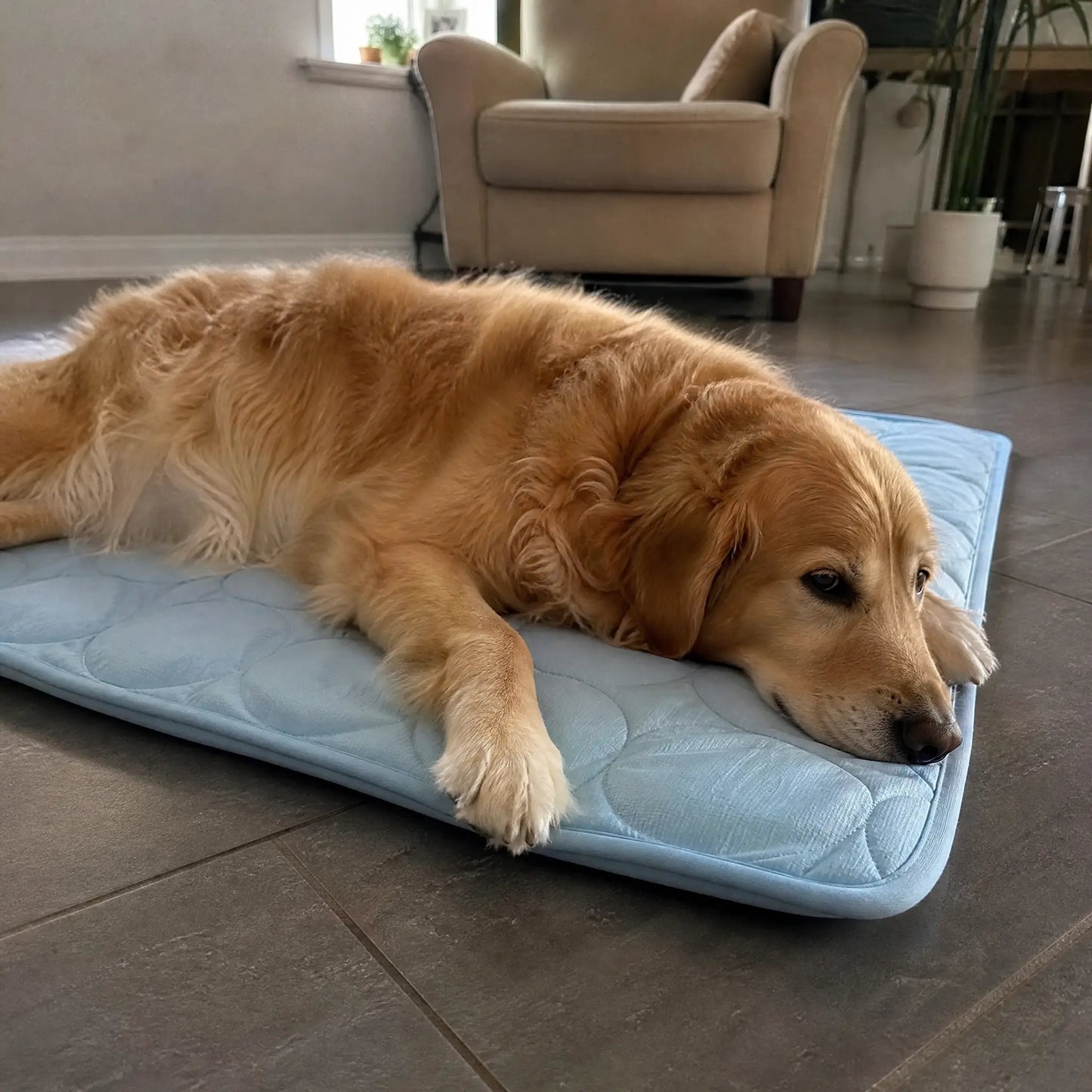 Protect Your DOG From Heatstroke with ICE-SILK COOLMAT