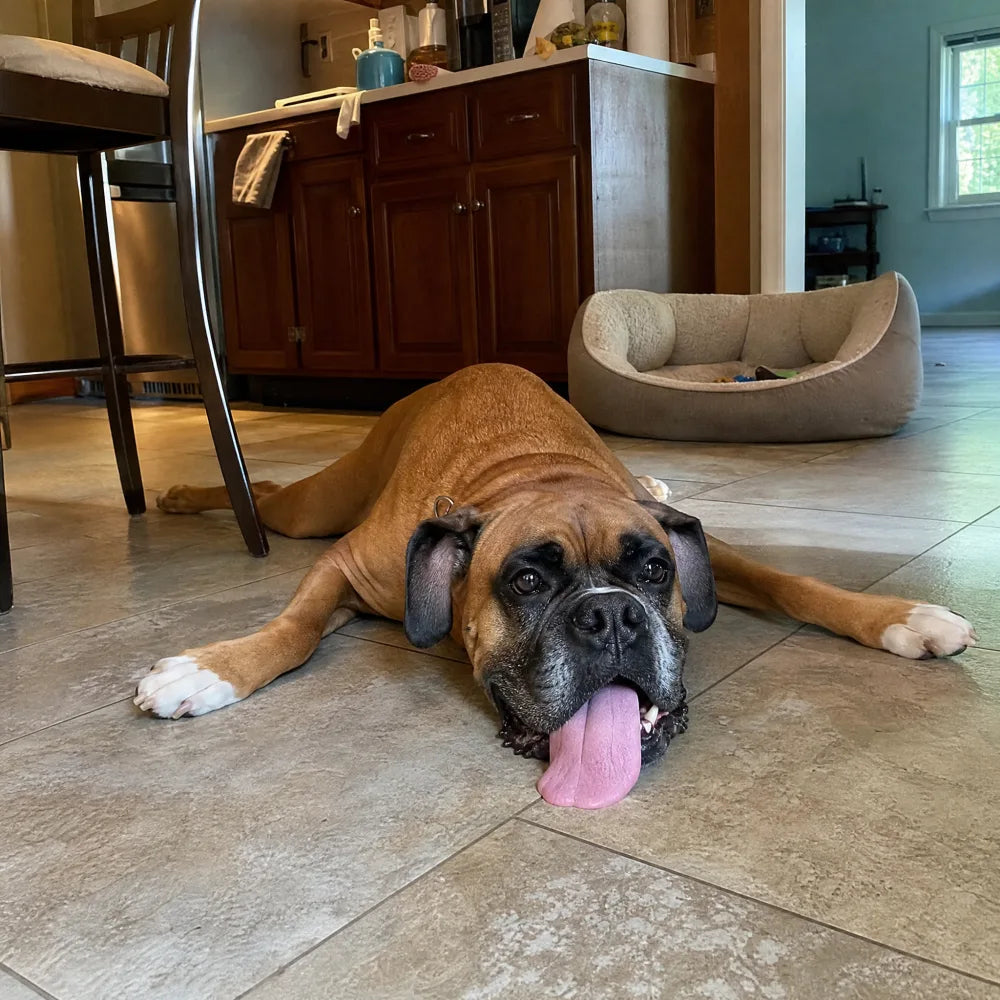 A Boxer lying flat on a tile kitchen floor, panting with his tongue out, his dog bed empty nearby